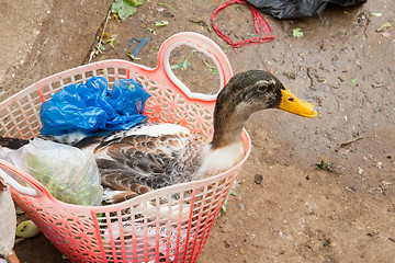 Image showing Duck bought for consumption on a Vietnamese market