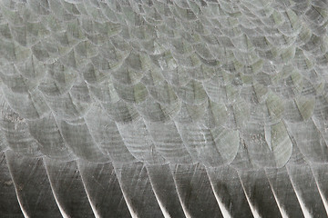 Image showing Extreme close-up of an marabu