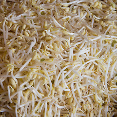 Image showing Chinese beansprout background or texture image