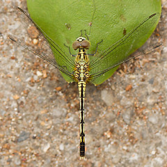 Image showing Dragonfly on a leaf