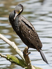 Image showing Cormorant in it's natural habitat