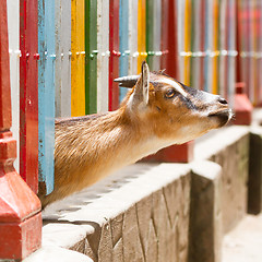 Image showing Goat looking through a fence 