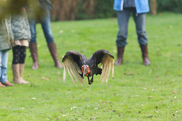 Image showing Southern Ground hornbill (Bucorvus leadbeateri)