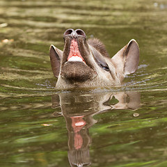 Image showing Profile portrait of south American tapir in the water