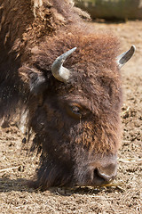 Image showing American bison (Bison bison)