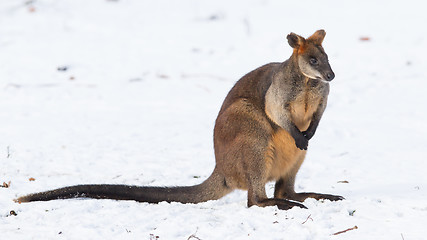 Image showing Swamp wallaby in the snow