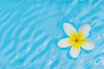Image showing White flower on water
