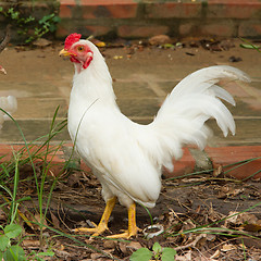 Image showing White rooster standing