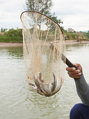 Image showing Fisherman hold a net with several small fish in it