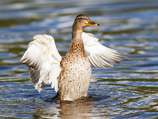 Image showing Female Mallard Duck washing her feathers