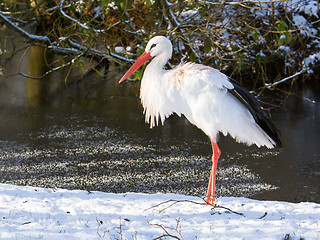 Image showing Adult stork standing in the snow