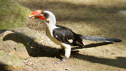 Image showing Male Von der Decken's Hornbill