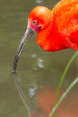 Image showing Young Scarlet Ibis, Eudocimus ruber 