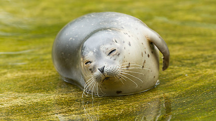 Image showing Common seal resting in the water