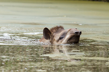 Image showing Profile portrait of south American tapir in the water