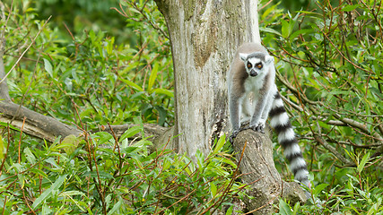 Image showing Ring-tailed lemur in captivity