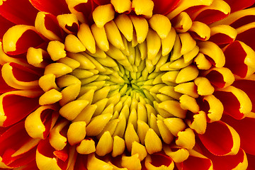 Image showing Yellow Dahlia Flower Isolated