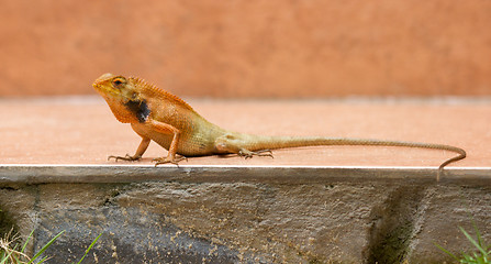 Image showing Close up of a lizard