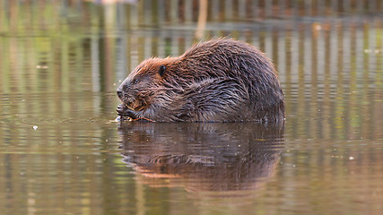 Image showing Canadian Beaver (Castor canadensis) in the water