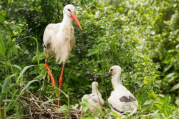 Image showing Stork with two chicks