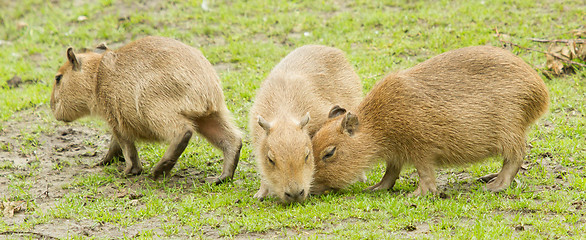 Image showing Capybara (Hydrochoerus hydrochaeris) 