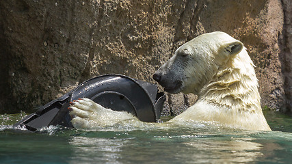 Image showing Close-up of a polarbear in capticity 