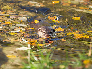 Image showing Otter is swimming 