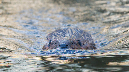 Image showing Canadian Beaver (Castor canadensis) in the water