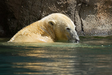 Image showing Close-up of a polarbear in capticity 