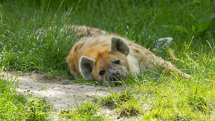 Image showing Large spotted hyena resting