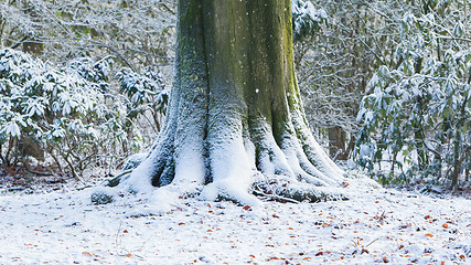 Image showing Tree covered in snow