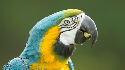 Image showing Close-up of a macaw parrot