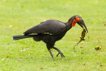 Image showing Southern Ground hornbill (Bucorvus leadbeateri)