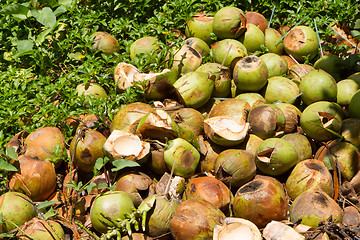 Image showing Pile of discarded coconut husks