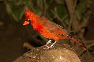 Image showing Northern Cardinal in captivity