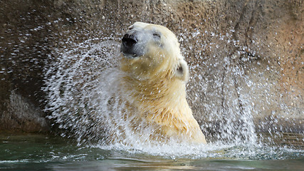 Image showing Close-up of a polarbear in capticity 