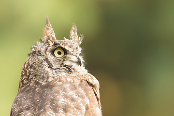 Image showing African Eagle Owl, selective focus