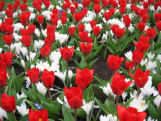 Image showing red and white tulips and crocus