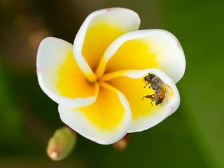 Image showing Dead fly in a yellow flower