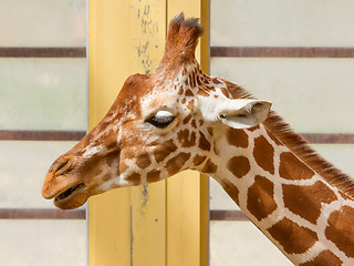 Image showing Giraffe, Giraffa Camelopardalis Eating