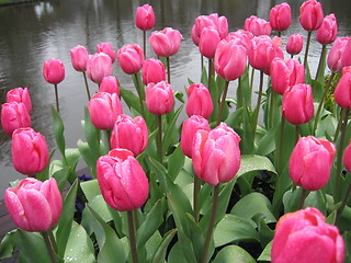 Image showing pink tulips in the rain