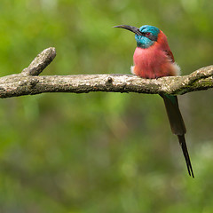 Image showing Northern Carmine Bee-Eater