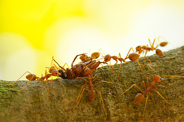 Image showing Ants in a tree carrying a death bug