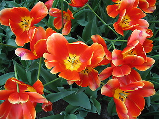 Image showing glowing tulips
