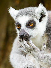 Image showing Ring-tailed lemur (Lemur catta) cleaning it's claw