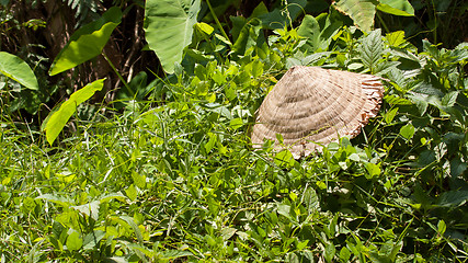 Image showing Abandoned asian conical hat isolated on green plants