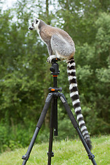 Image showing Ring-tailed lemur sitting on tripod