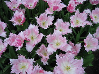 Image showing Fluffy dark pink and white tulips