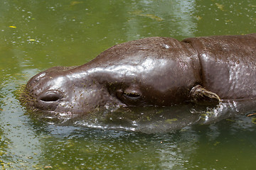 Image showing Pygmy hippo swimming in a pool in Saigon