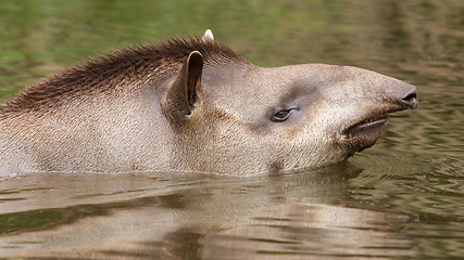 Image showing Profile portrait of south American tapir in the water